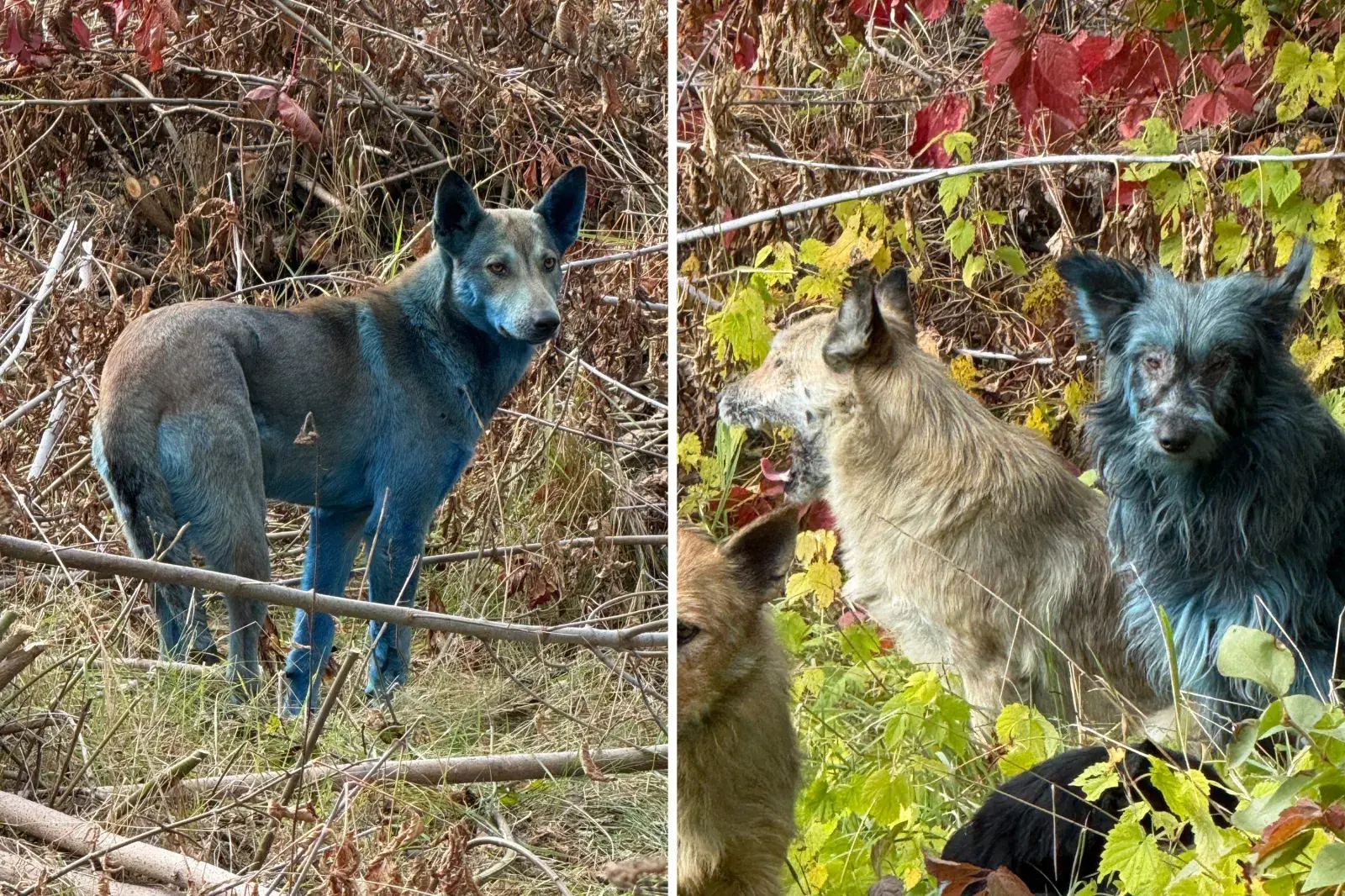 Blue fur dogs in Chernobyl
