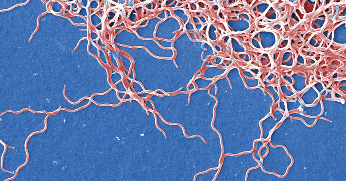 Manganese is Lyme disease’s double-edge sword