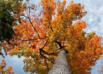 More mild weather ahead